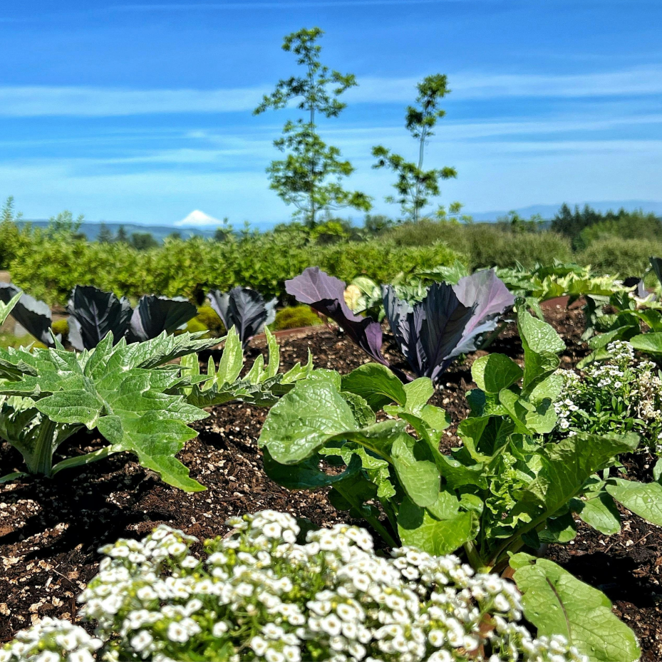 Biodynamic Walking Tour