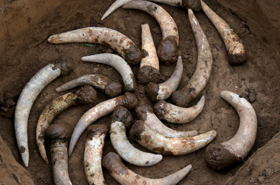 A collection of large, curved tusks partially buried in soil, some covered in mud, arranged in a circular pattern.